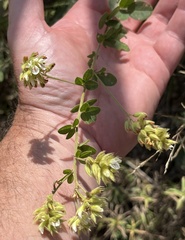 Lespedeza hirta