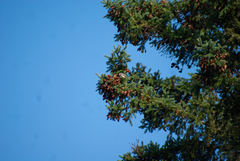 Poecile atricapillus image