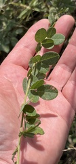 Lespedeza hirta