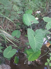 Xanthosoma