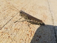 Melanoplus differentialis