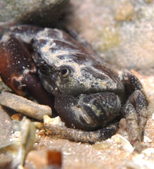 Ozius truncatus