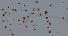 Calcarius lapponicus