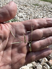 Bouteloua trifida