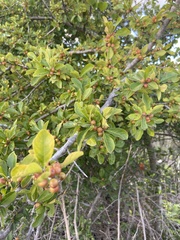 Ilex vomitoria