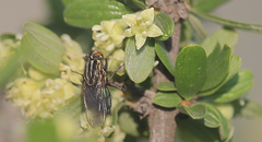 Sarconesia chlorogaster