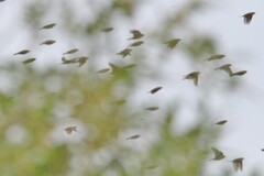 Calcarius lapponicus