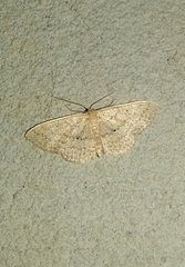 Scopula minorata