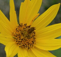 Sparnopolius confusus