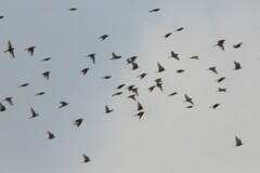 Calcarius lapponicus