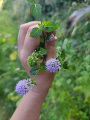 Mentha aquatica