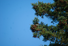 Poecile atricapillus image