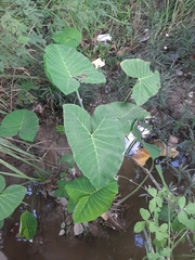 Xanthosoma