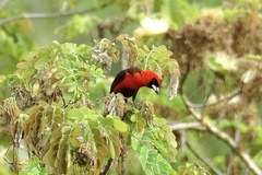 Ramphocelus nigrogularis