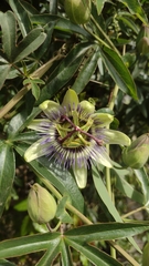Passiflora caerulea