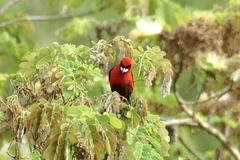 Ramphocelus nigrogularis