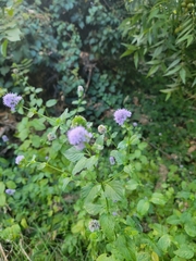 Mentha aquatica