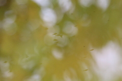 Calcarius lapponicus