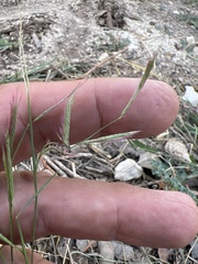 Bouteloua trifida