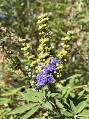 Vitex