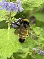 Bombus pensylvanicus