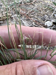 Bouteloua trifida