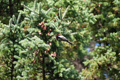 Poecile atricapillus image