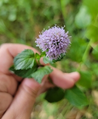 Mentha aquatica