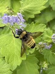 Bombus pensylvanicus