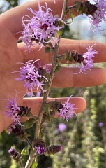 Liatris squarrulosa