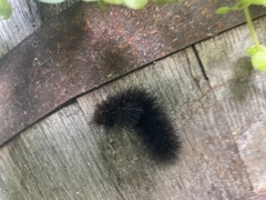 Hypercompe scribonia