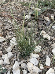Bouteloua trifida