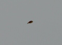 Calcarius lapponicus