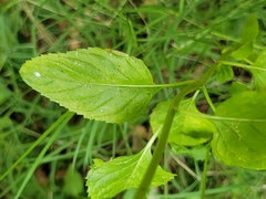 Mentha aquatica