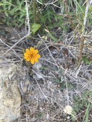 Wedelia hispida