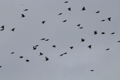 Calcarius lapponicus