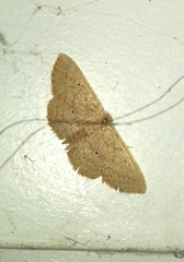 Scopula minorata