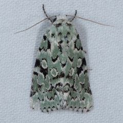 Bryolymnia viridata