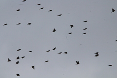 Calcarius lapponicus