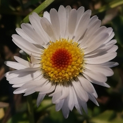 Bellis perennis