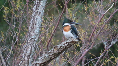 Chloroceryle amazona