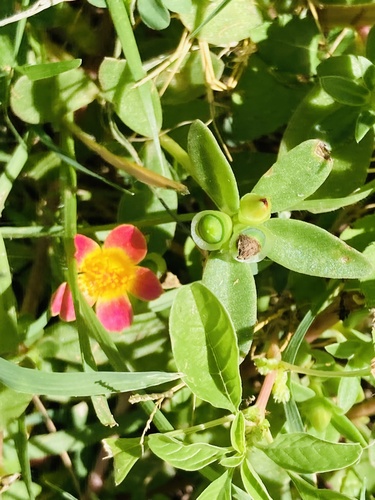 Portulaca umbraticola