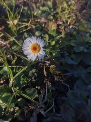 Bellis perennis