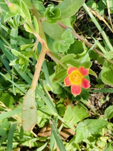 Portulaca umbraticola