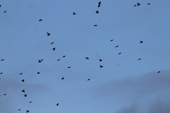 Calcarius lapponicus