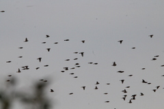 Calcarius lapponicus