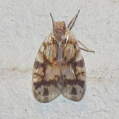 Bothriocera