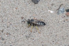 Bembix americana spinolae