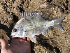 Acanthopagrus australis