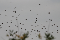 Calcarius lapponicus